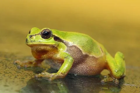 Full length green tree frog walking on wet glass ( Hyla arborea ) Stock Photos