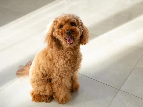 Full length high angle view of miniature red poodle Stock Photos