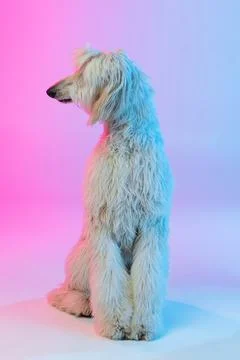 Full length portrait of big Afghan, purebred dog isolated on gradient white pink Stock Photos