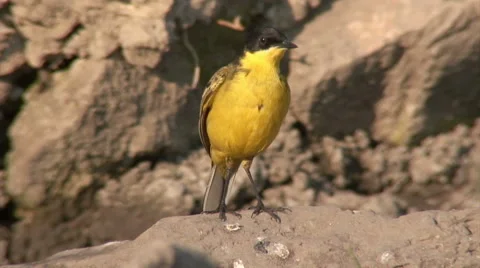 Full Length Portrait of Black-headed Wagtail (Motacilla flava feldegg) 스톡 동영상 49126032
