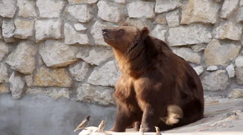 Full length portrait of a brown bear female is catching food. Видео 45009501