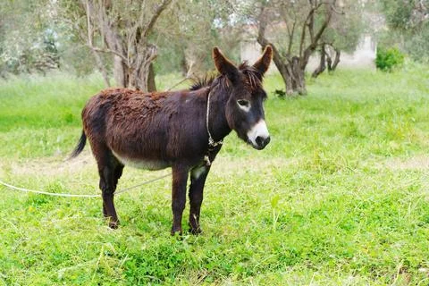 Full Length Profile Of Donkey In Olive Grove Stock Photos