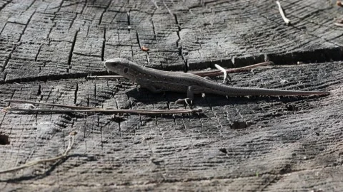 Full length sand lizard (Lacerta agilis Linnaeus) Stock Footage 152794093