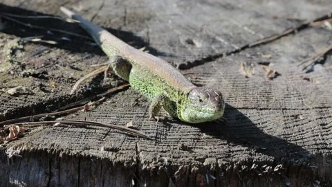 Full length sand lizard (Lacerta agilis Linnaeus) Stock Footage 152794126