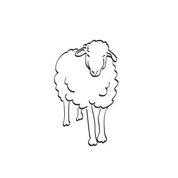 Full length of sheep in front view illustration vector hand drawn isolated Stock Illustration