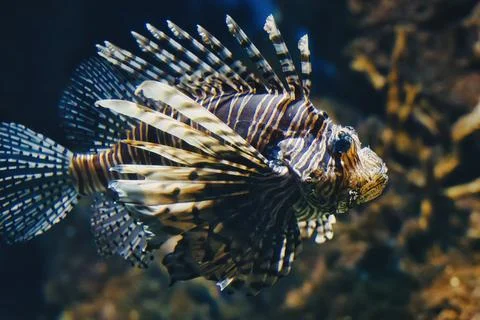 Full-length side profile view of a lionfish swimming in the water Fotos de archivo