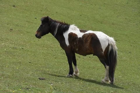 Full length side view of a beautiful brown and white horse standing  Stock Photos
