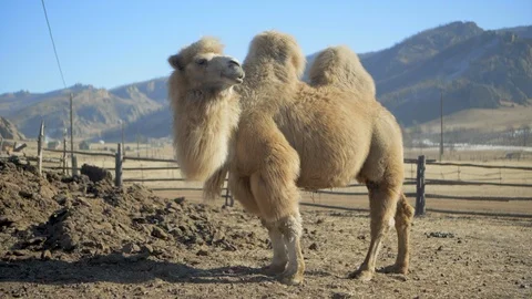 Full length of two-humped Bactrian camel looking away while standing on field - Stock-Footage 115667624