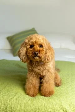 Full length vertical view of miniature red poodle Stock Photos