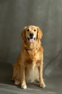 Full length vertical view of reddish golden retriever sitting Stock Photos