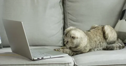 Full length view of the cute grey cat laying at the sofa near the laptop Stock Footage 159798689