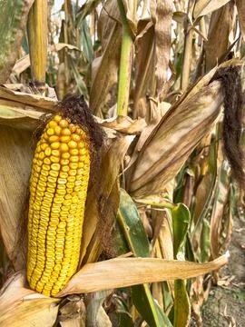 Full length view of a ripe corn on the cob Stock Photos