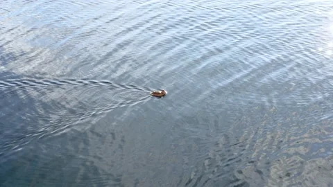 Full of life lively duck floating at pond slowly Stock Footage 149095855