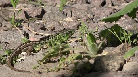 The full lizard rests. Stock Footage 85068007