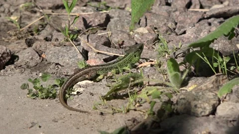 The full lizard rests. Stock Footage 86119910