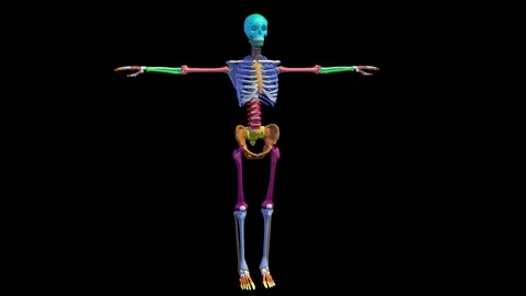 FULL MALE SKELETON ANIMATION Vídeos de archivo 73777162