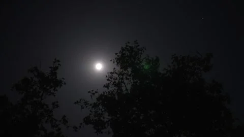 Full moon above tree silhouettes in starry night sky Stock Footage 340394775