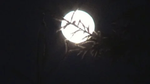 Full Moon after the branches of spruce 스톡 동영상 78890619