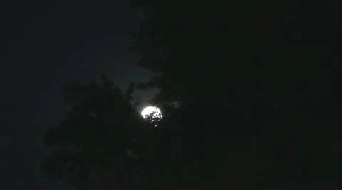 Full moon after trees. Vídeos de archivo 12172704