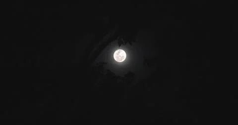 Full moon among the branches of a tree Video stock 255619311