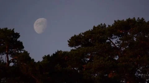 Full Moon among tall trees Stock Footage 59756738