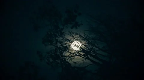 Full Moon among trees 스톡 동영상 60175454