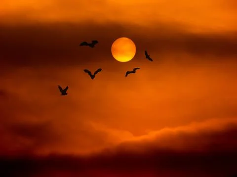 Full moon and bat Stock Illustration