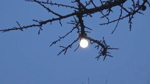 Full moon and branches, sky, evening 動画素材 104875767