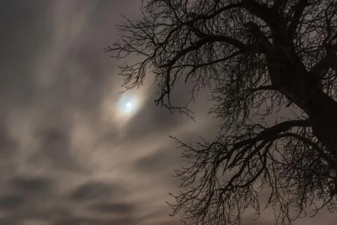 The full moon and the old tree at midnight Stock Photos