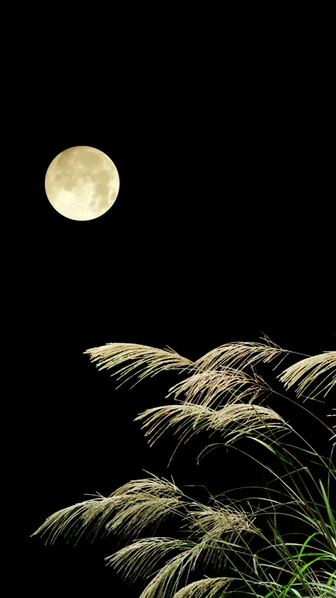 Full Moon and Pampas Grass Видео 330600953