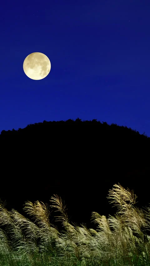 Full Moon and Pampas Grass Видео 330601429