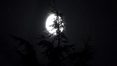 Full moon and a pine tree Stock Footage 99117036