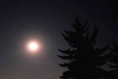 Full moon and a pine tree Stock Photos