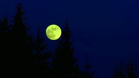 Full moon and pines at night Stock Footage