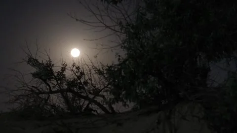Full moon and silhouette of tree branches at night. Scary forest Stock-Footage 312807593