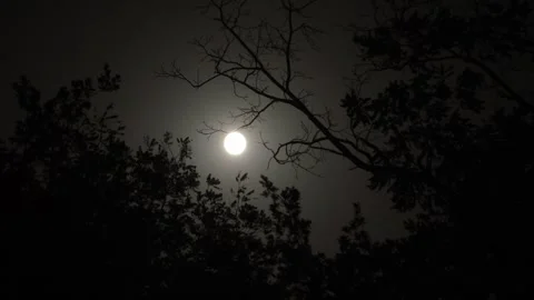 Full moon and silhouette of tree branches at night. Moonlight in forest Stock-Footage 318941243