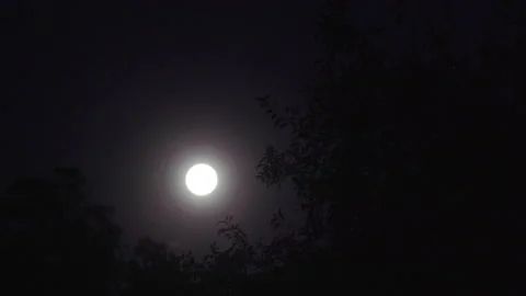 Full moon and tree branches Stock Footage 207436032