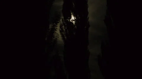 Full moon and Tree Video stock 6930575