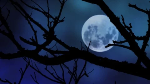 Full Moon and tree Stock Footage