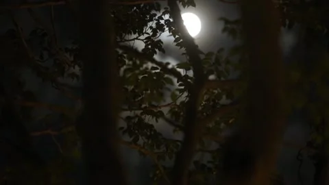 Full moon and trees in dark night, mid autumn festival Stock Footage 139832910