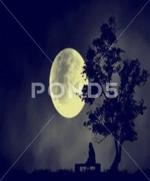 Full moon and trees Stock Photos