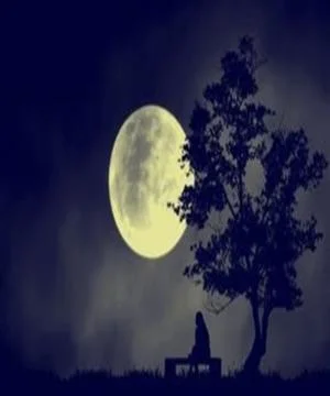 Full moon and trees Stock Photos