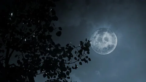 Full Moon Aspen Tree Silhouette in the Breeze Desaturated Blue 4K Video stock 160680728