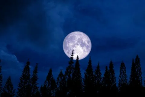 Full moon back silhouette pine in dark night sky 写真素材