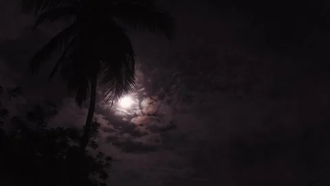 Full moon on a background of palm trees. Night moon on cloudy sky Vídeo Stock 156645185