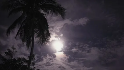 Full moon on a background of palm trees. Night moon on cloudy sky Vídeo Stock 160021556