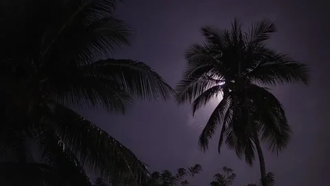 Full moon on a background of palm trees. Night moon on cloudy sky Vídeo Stock 160021582