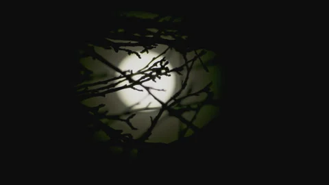 Full moon bare tree branch silhouette in complete clear dark sky focus on branch Vídeo Stock 256993357