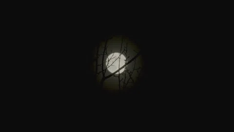 Full moon bare tree branch silhouette in complete clear dark sky focus on branch Stock Footage 256993605