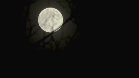 Full moon bare tree branch silhouette in complete clear dark sky focus on moon Vídeo Stock 256994680